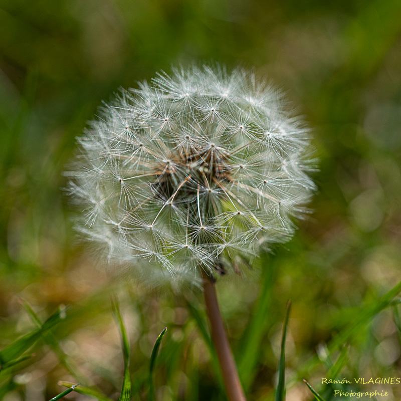 _D756965-ps.jpg