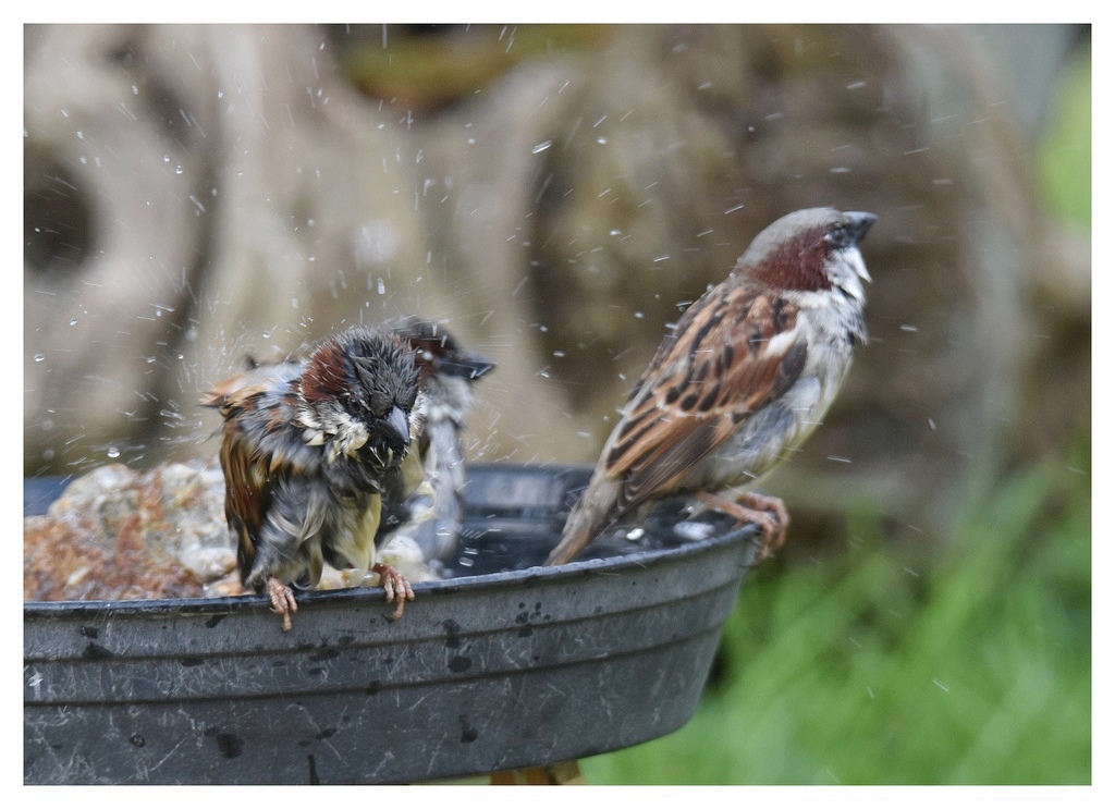 DSC_7305G.JPG