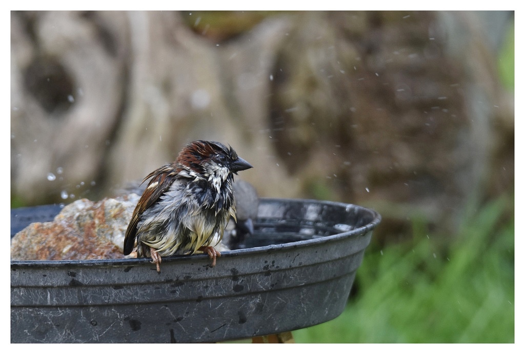 DSC_7309G.JPG