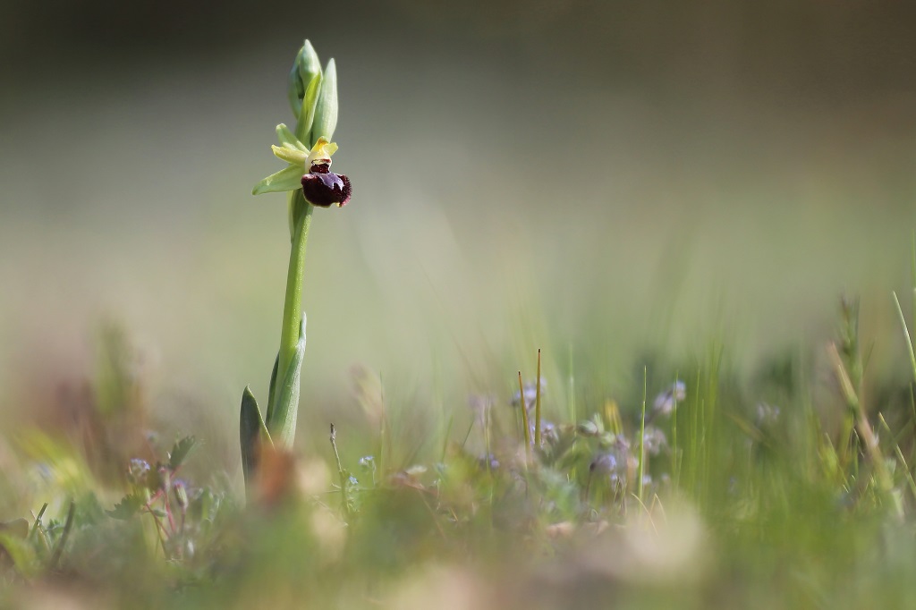 174 Orchidée.jpg