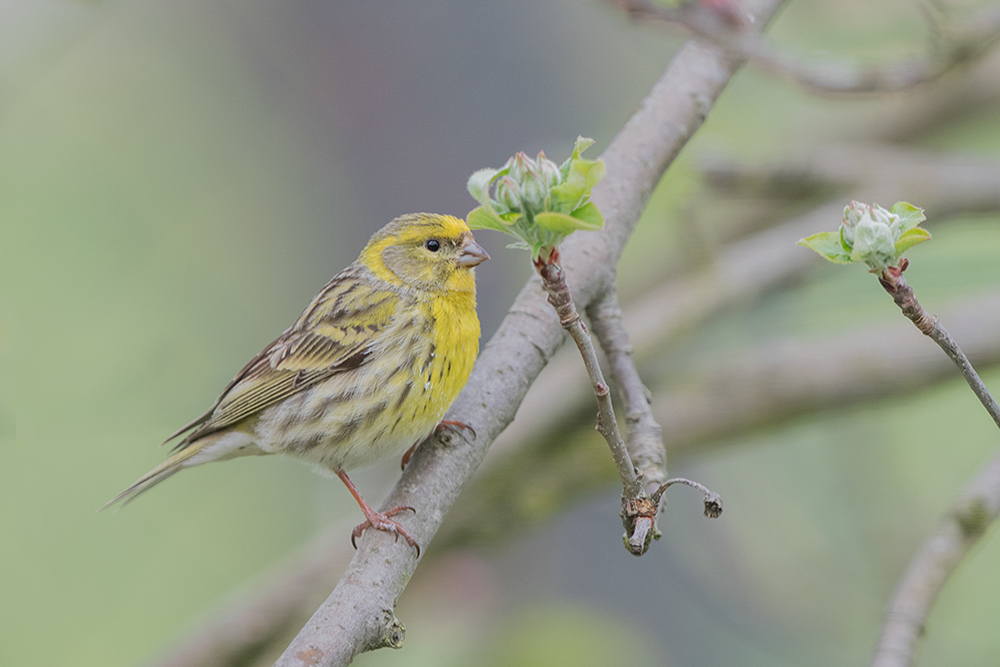 178-Serin cini (mâle).jpg