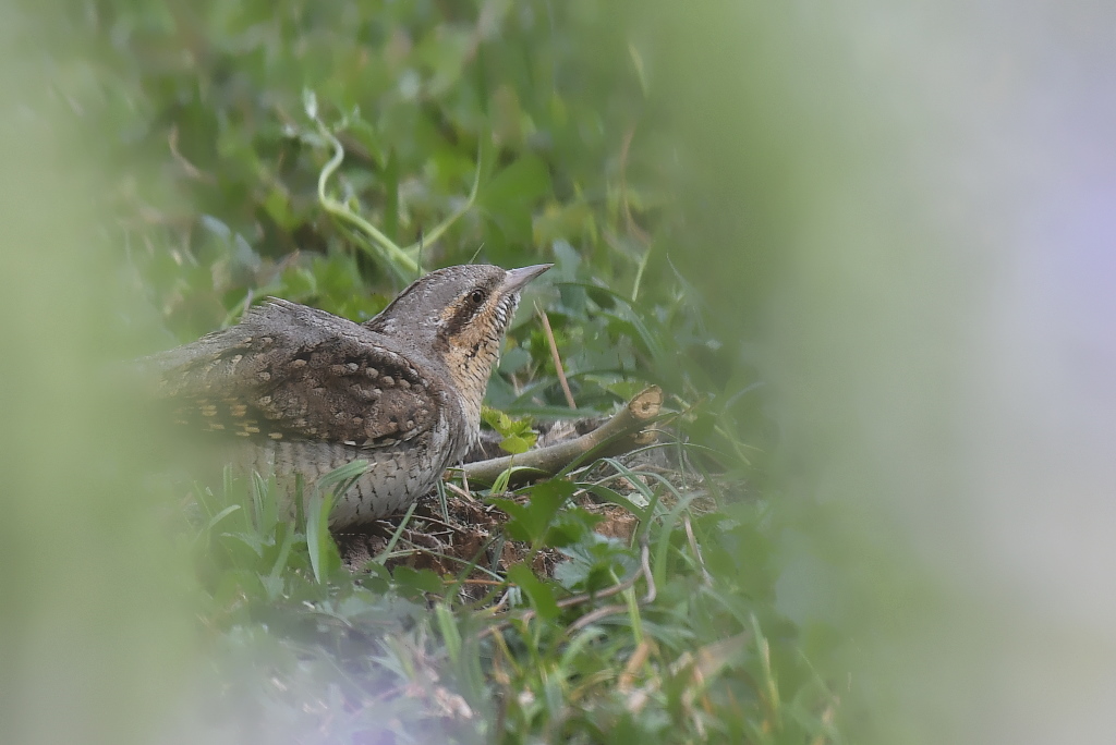DSC_2151.JPG