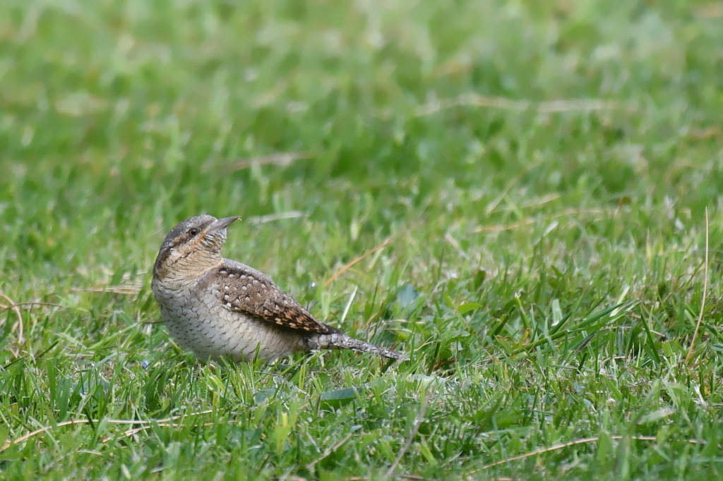 DSC_2228-001.JPG
