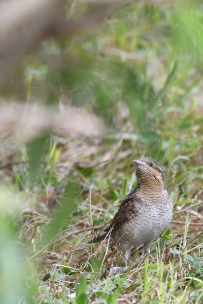 DSC_2196.JPG