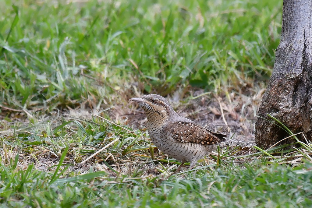 DSC_2206.JPG