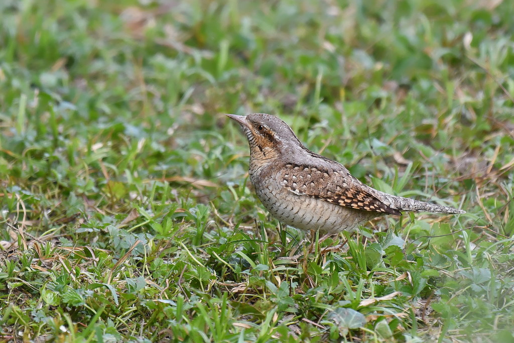 DSC_2185.JPG