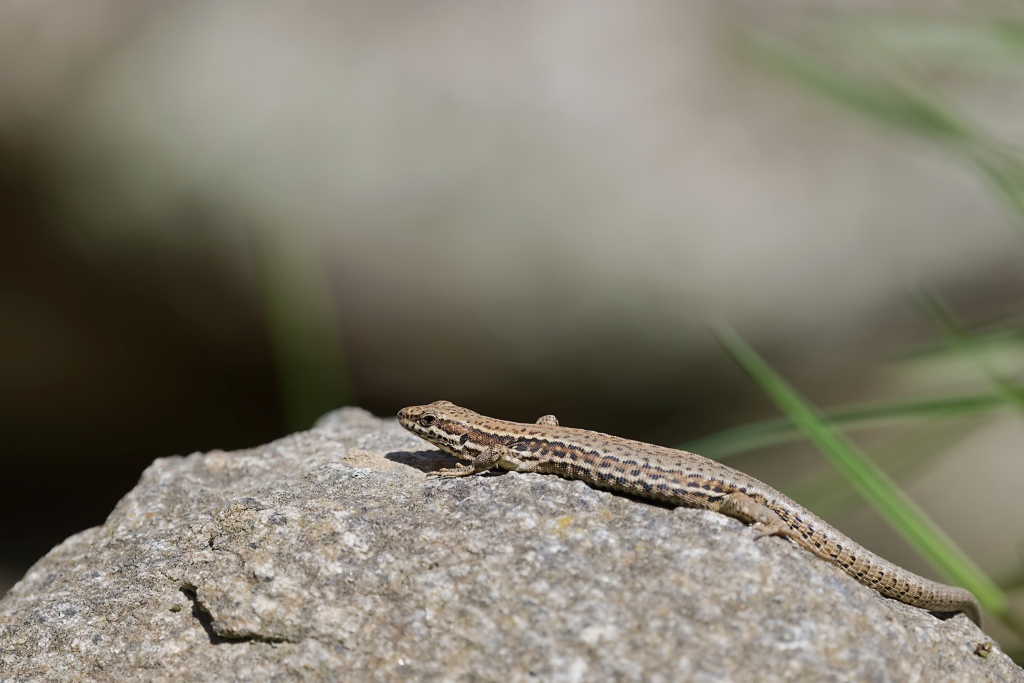 DSC_3101_DxO.jpg