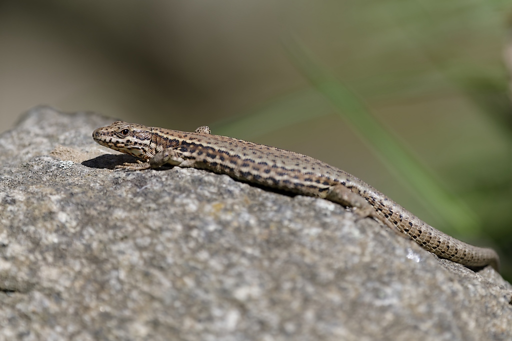 DSC_3103_DxO.jpg