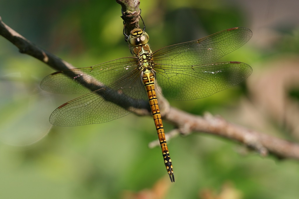 3 IMG_AFFINE F.JPG