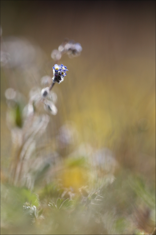 Myosotis.jpg