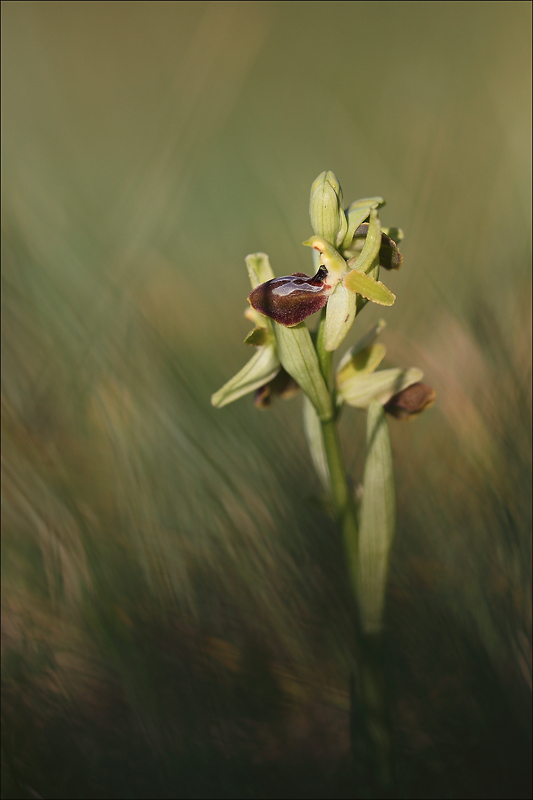 Ophrys occid.jpg
