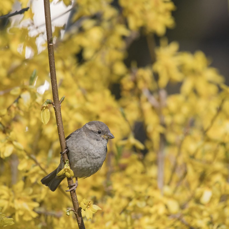 moineau 800.jpg