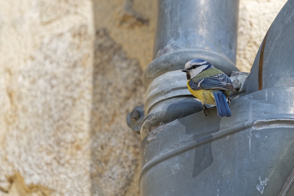 DSC_3094_DxO.jpg