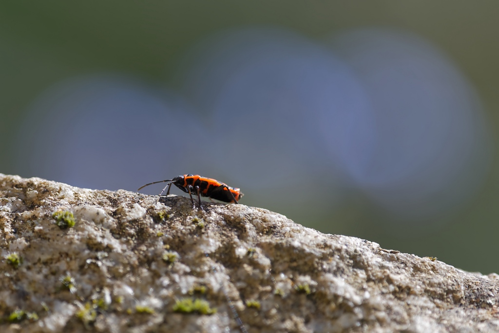 DSC_3115_DxO.jpg