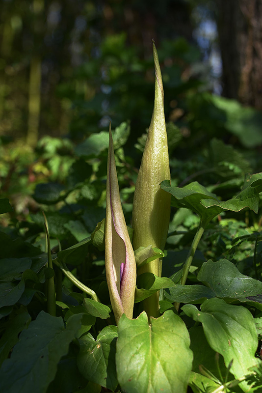 DSC_7887 copie.JPG