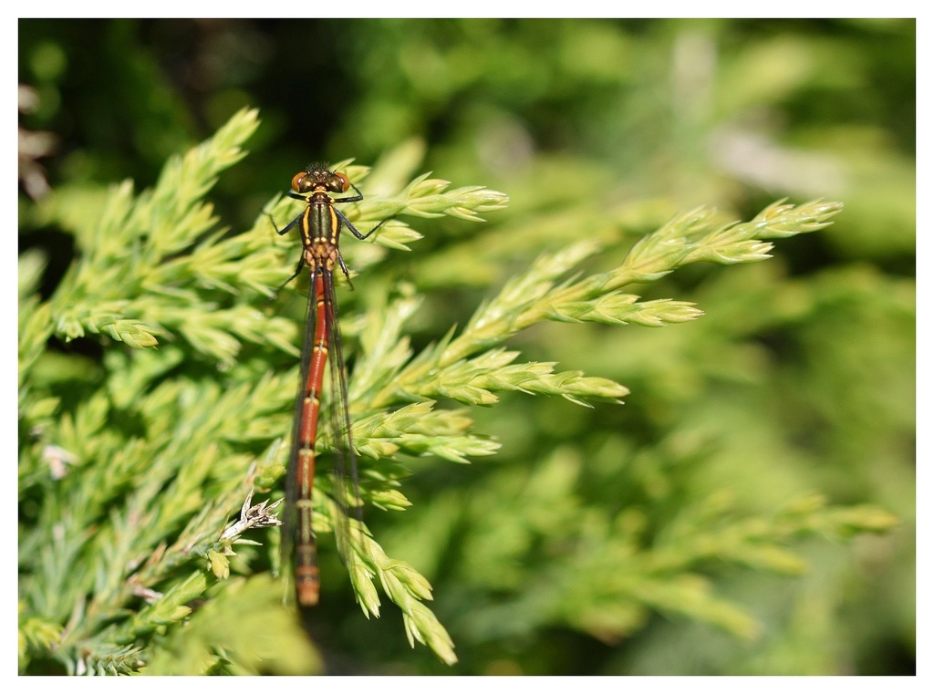DSC_7337_00002G.jpg