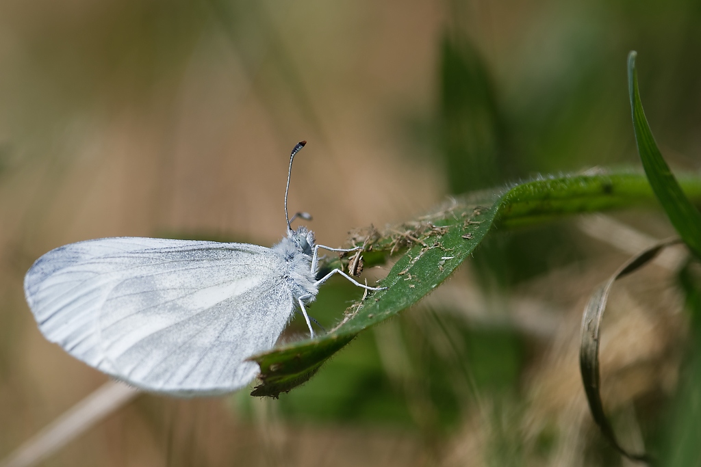 DSC_3157_DxO.jpg