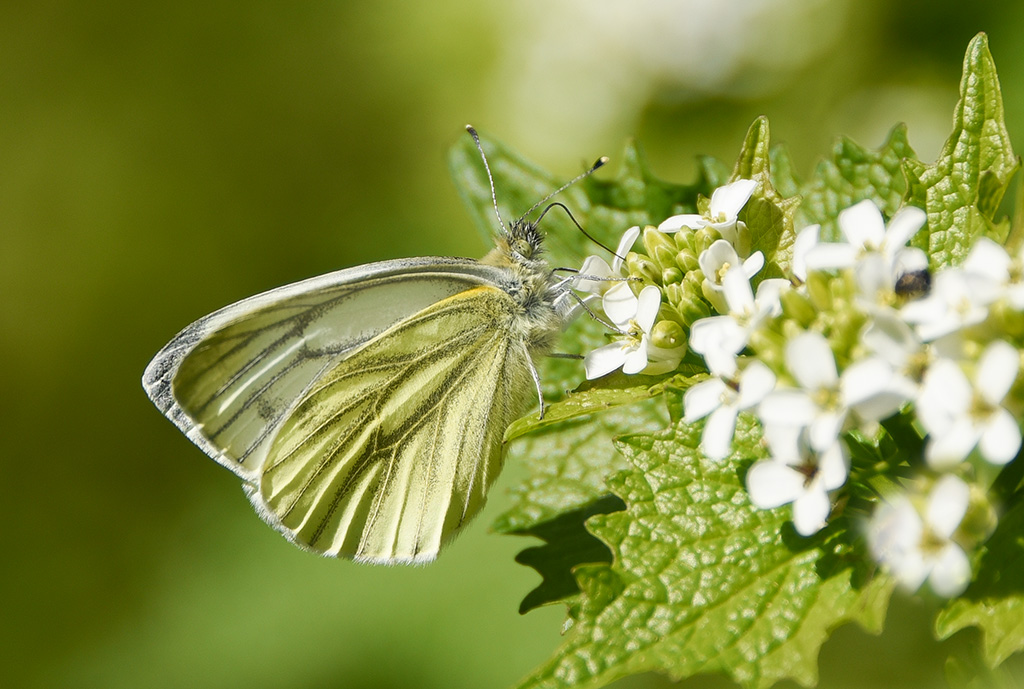 DSC_7920 copie.JPG