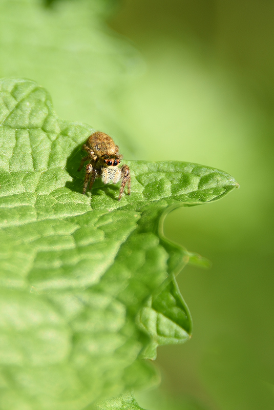 DSC_7947 copie.JPG