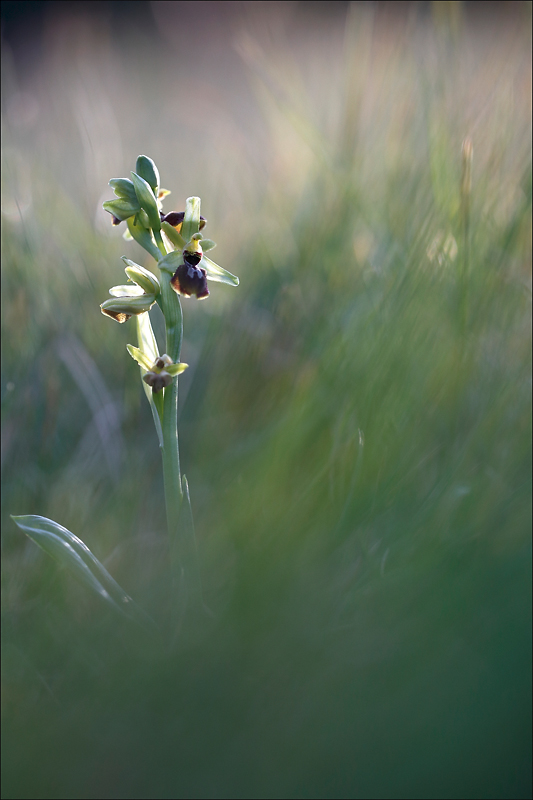 Ophrys arachnitiformis.jpg