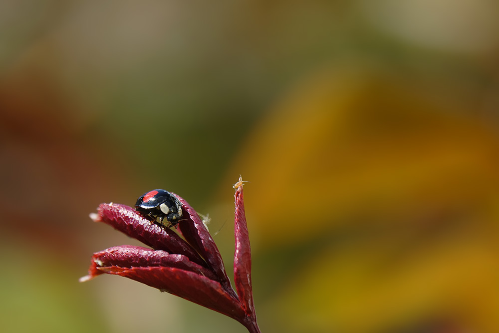 coccinelle_asiatique.jpg
