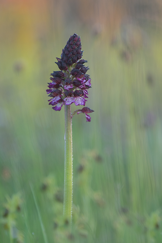 246-Orchis pourpre sur un tapis d'ophrys.jpg