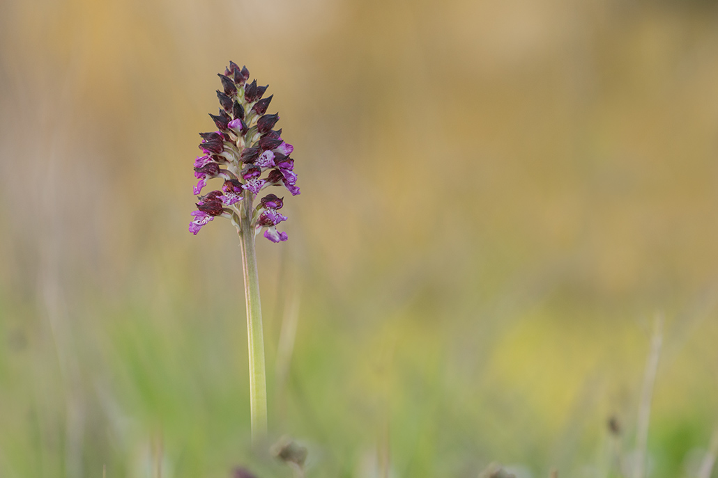247-Orchis pourpre au soleil levant.jpg
