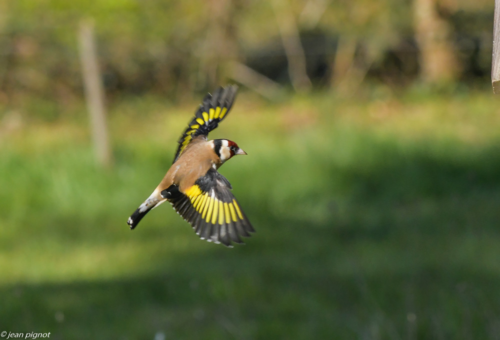 chardonneret en vol 4 2020-6748.jpg