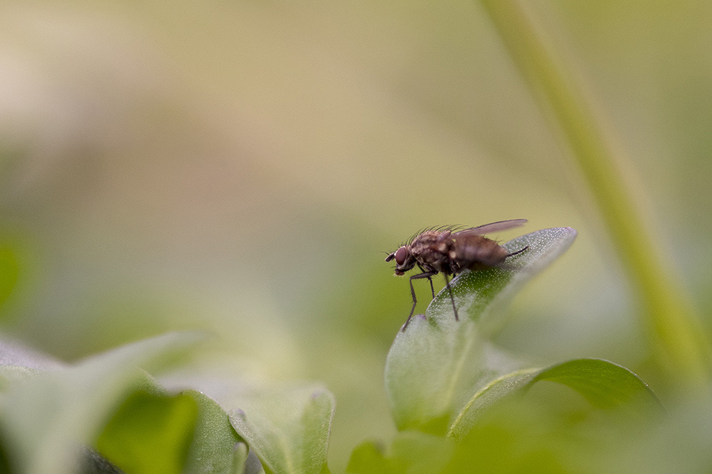 mouche 1.jpg