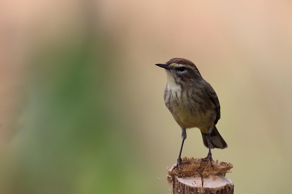 58 Paruline hochequeue.jpg