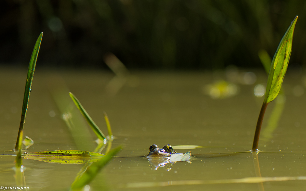 grenouille verte 4 2020-0038.jpg