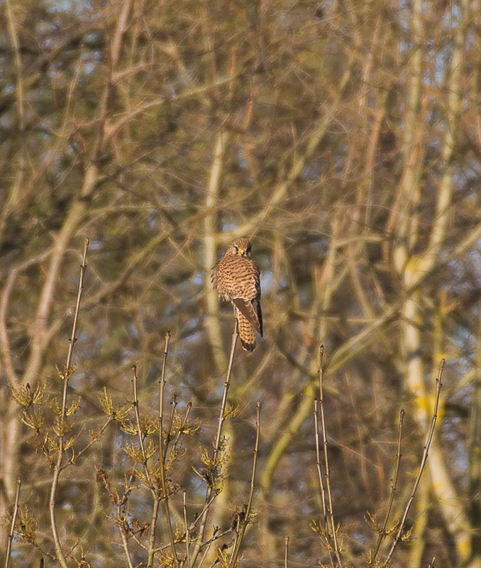 Faucon crécerelle-2.jpg