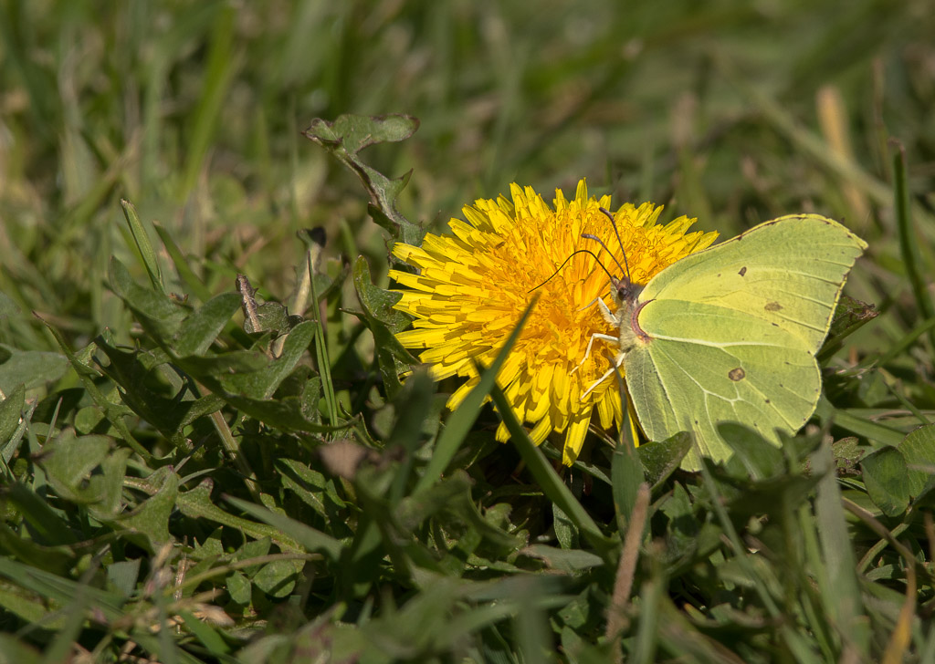 Papillon citron.jpg