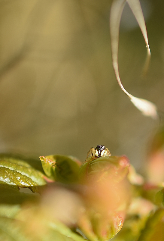 DSC_8328 copie.JPG
