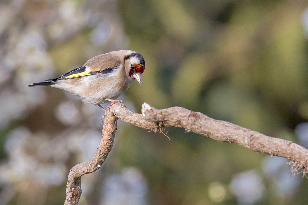 Chardonneret 04 04 4.jpg