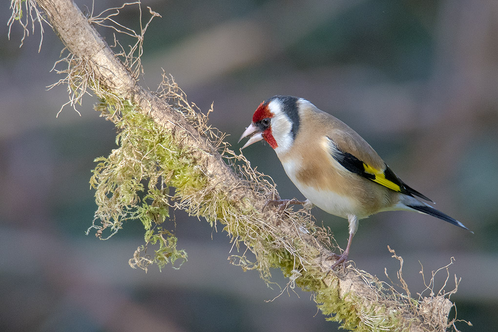 Chardonneret 04 04 5.jpg