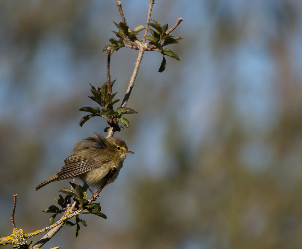 Du vent dans les plumes.....Pouillot véloce.jpg
