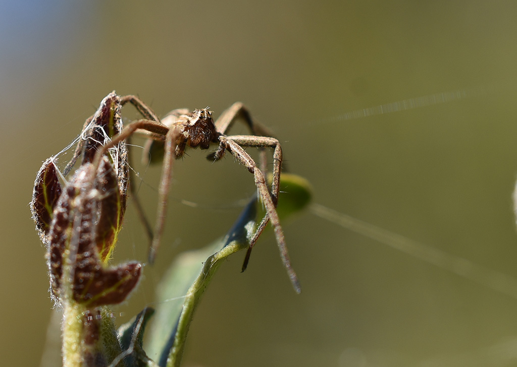 DSC_8350.JPG
