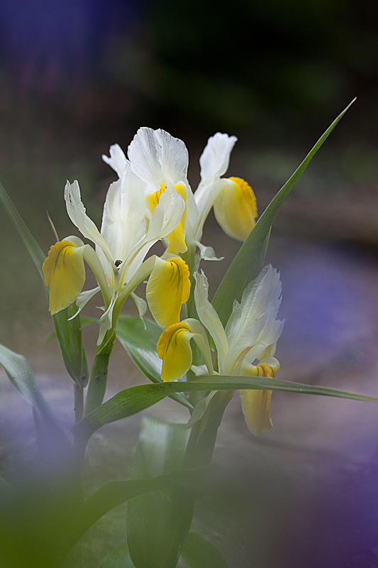 IMG_2953 IN.jpg