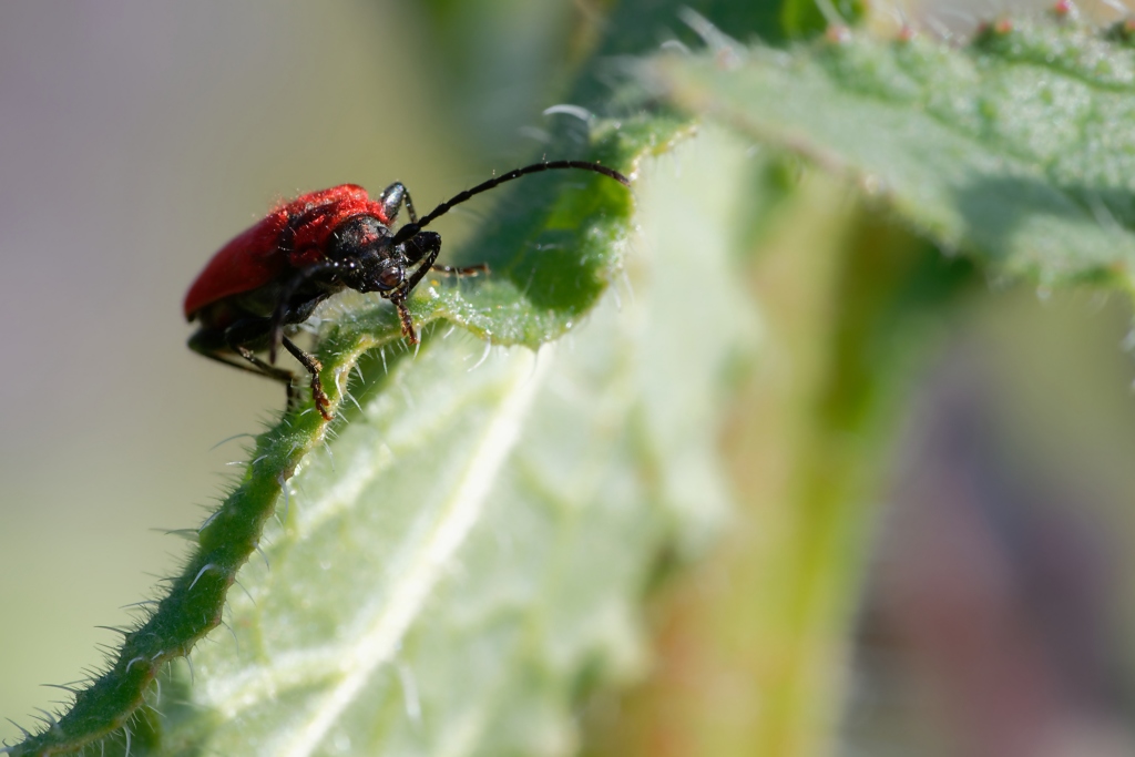 DSC_7976_DxO.jpg