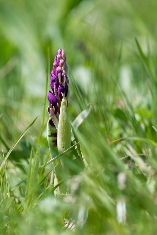 DSC_8041_DxO.jpg