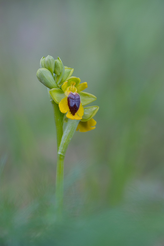 302-Ophrys lutea..jpg