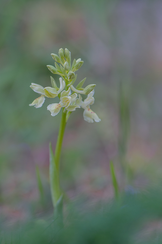 303-Orchis provincialis..jpg