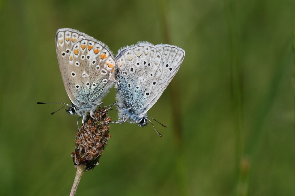 1 IMG_1825X Poliommatus icarus Argus bleu.JPG