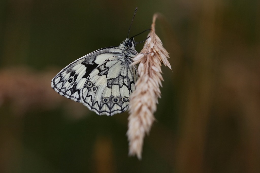 3 IMG_4318X Melanargia galathea Demi-deuil.JPG