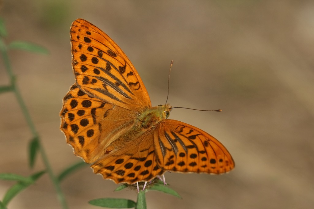 5 IMG_5125X Argynnis paphia Tabac d'espagne.JPG