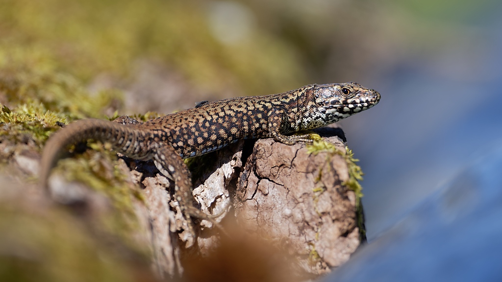 DSC_8104_DxO.jpg