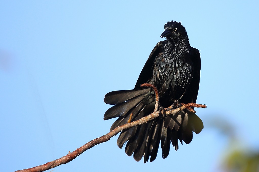 65 Quiscale noir.jpg