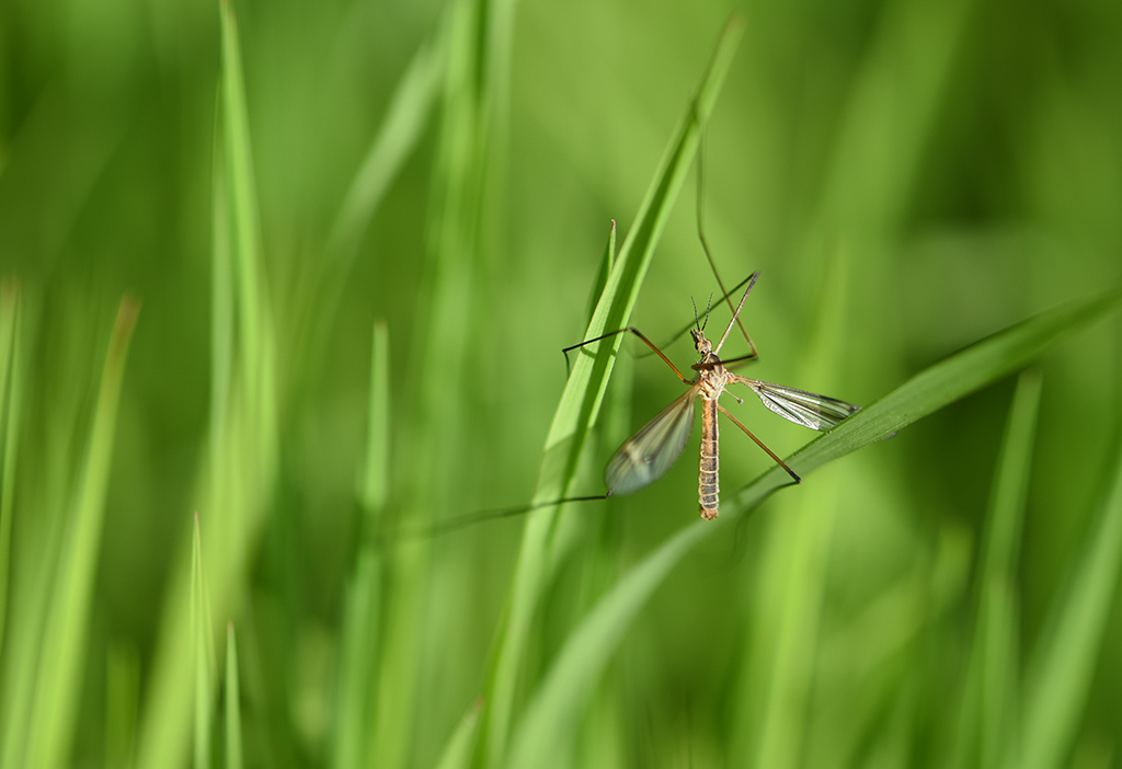 DSC_8485 copie 2.jpg