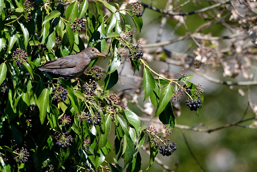 DSC_8081_DxO.jpg
